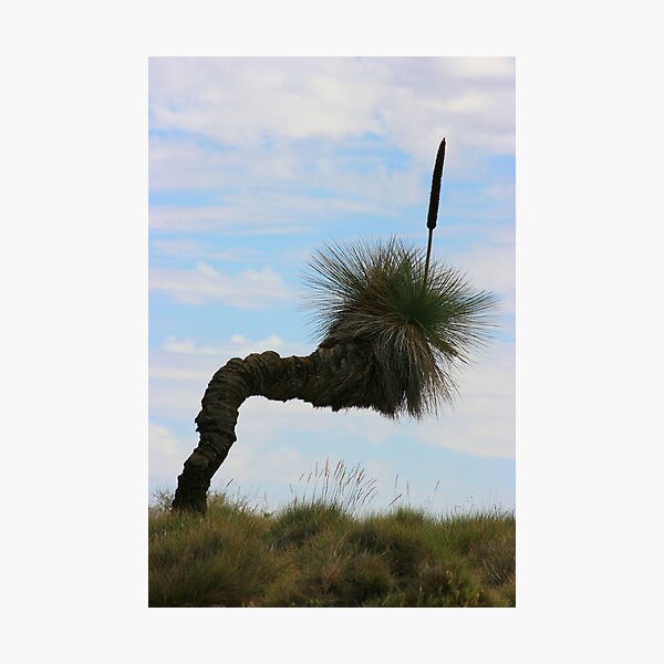 Item preview, Yacca Tree designed and sold by OzShell.