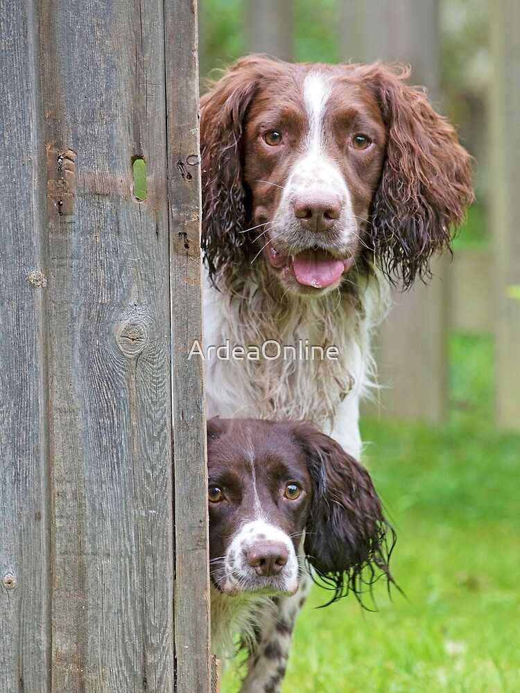 Miniature english clearance springer spaniel