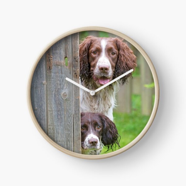 Two Springer Spaniel dogs looking round a fence Clock