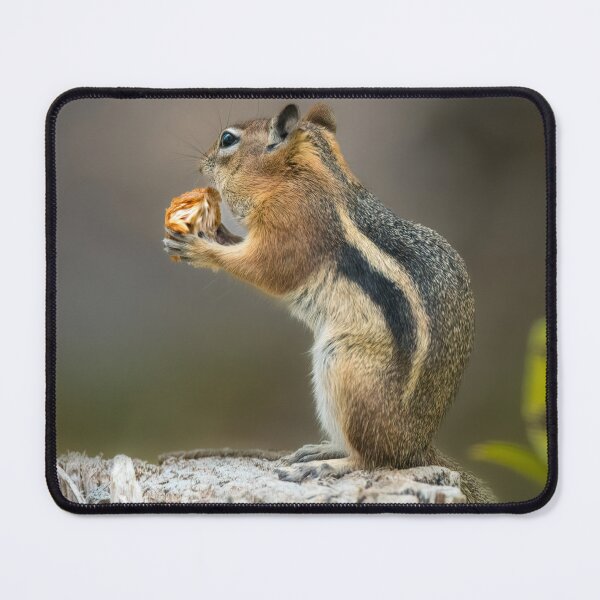 Item preview, Golden-Mantled Ground Squirrel designed and sold by Debra Martz.