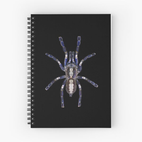 Item preview, Poecilotheria metallica ornament tarantula realistic spider art graphic on black designed and sold by Avicularious.