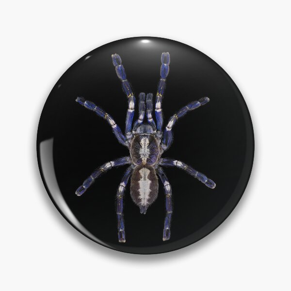 Item preview, Poecilotheria metallica ornament tarantula realistic spider art graphic on black designed and sold by Avicularious.