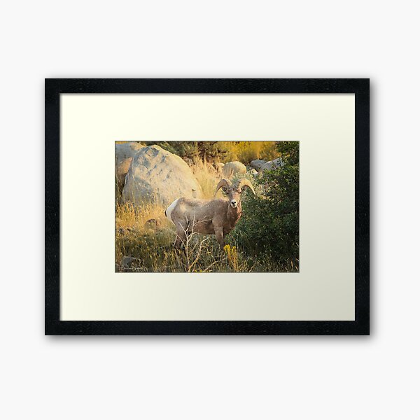 Catching the Sunrise 2 Framed Art Print