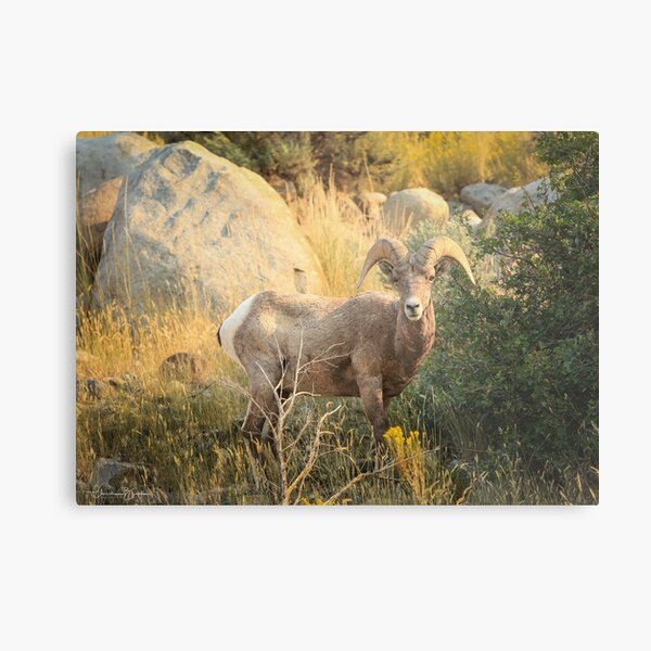 Catching the Sunrise 2 Metal Print