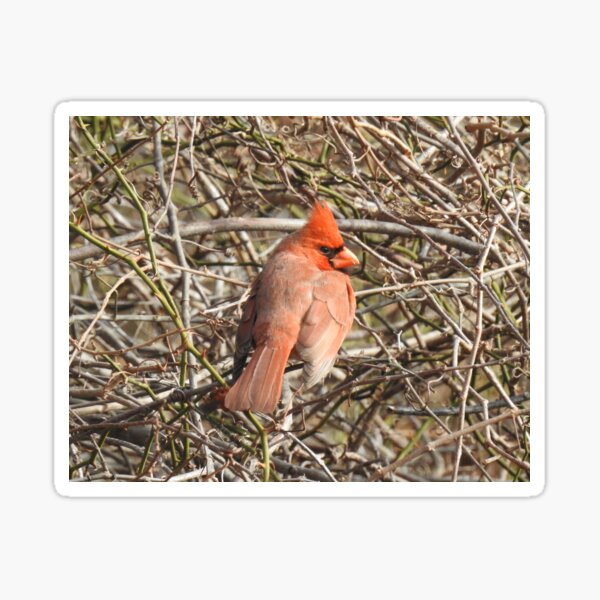 Item preview, Northern Cardinal, wild birds, wildlife gifts designed and sold by Sandra O'Toole.