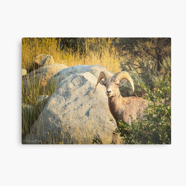 Catching the Sunrise Metal Print