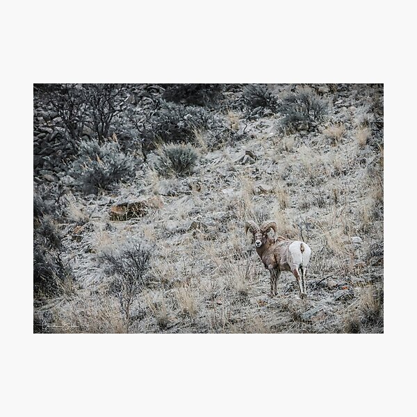 Big Horn Sheep Photographic Print