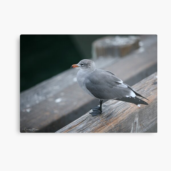 Seagull Metal Print