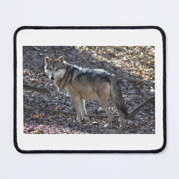Item preview, Grey Wolf designed and sold by MarieDarcy97.