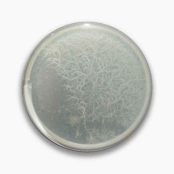 Item preview, Feathered Bacillus mycoides colonies on PCA designed and sold by Fromthelab.