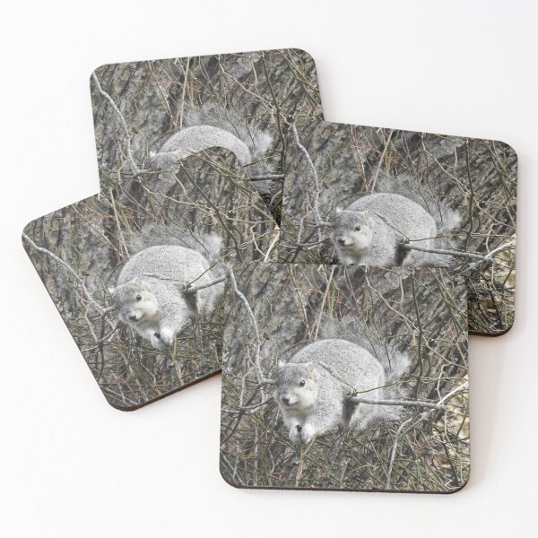 Item preview, Delmarva Fox Squirrel, fotografía de vida silvestre, animales salvajes designed and sold by Sandra O'Toole.