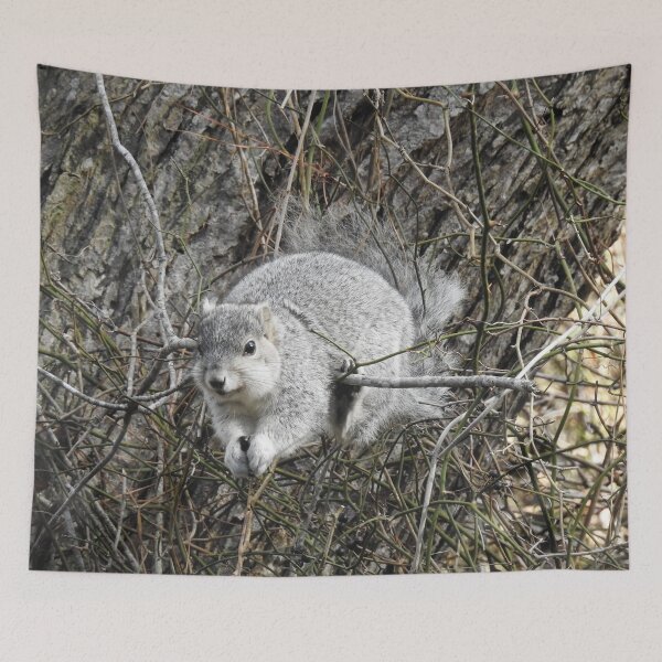 Item preview, Delmarva Fox Squirrel, fotografía de vida silvestre, animales salvajes designed and sold by Sandra O'Toole.