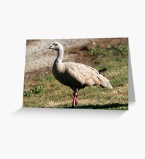Cape Barren Goose Greeting Card