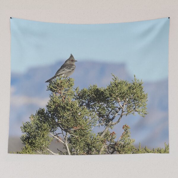 Item preview, Wild Birds, Phainopepla, Wildlife Photography designed and sold by Sandra O'Toole.