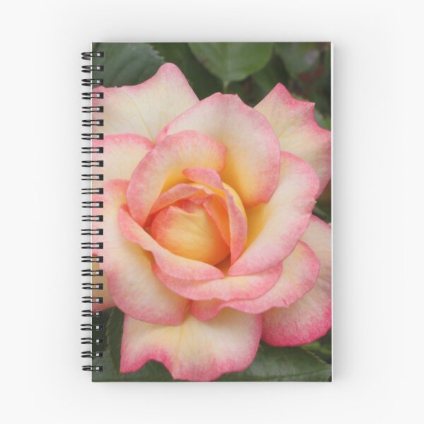 Artikelvorschau, Pink and Yellow Roses entworfen und verkauft von elm321.