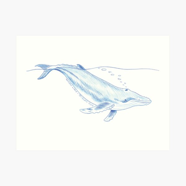 Humpback whale Art Print