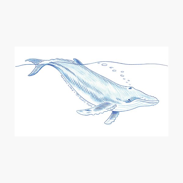 Humpback whale Photographic Print