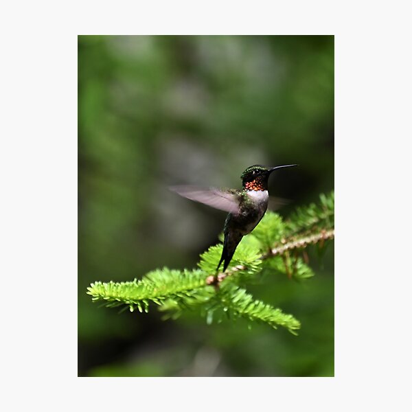 Hummingbird 2 Photographic Print