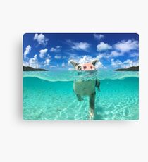 Cute Swimming Pigs in Bahamas Canvas Print