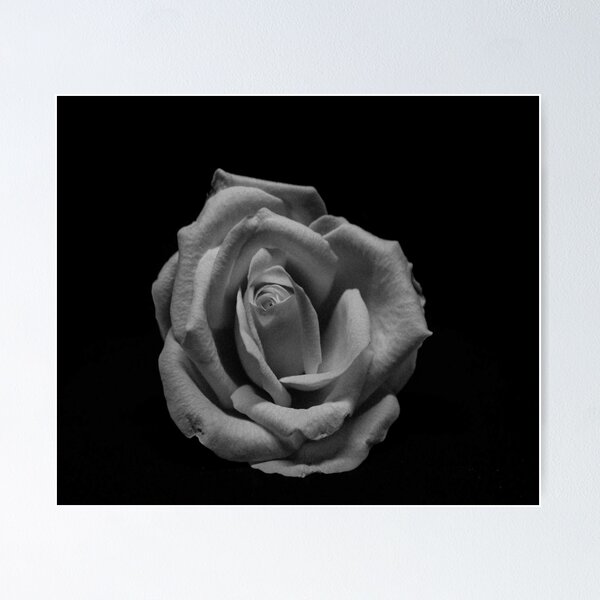Aperçu de l'œuvre Rose monochrome créée et vendue par themonastery.