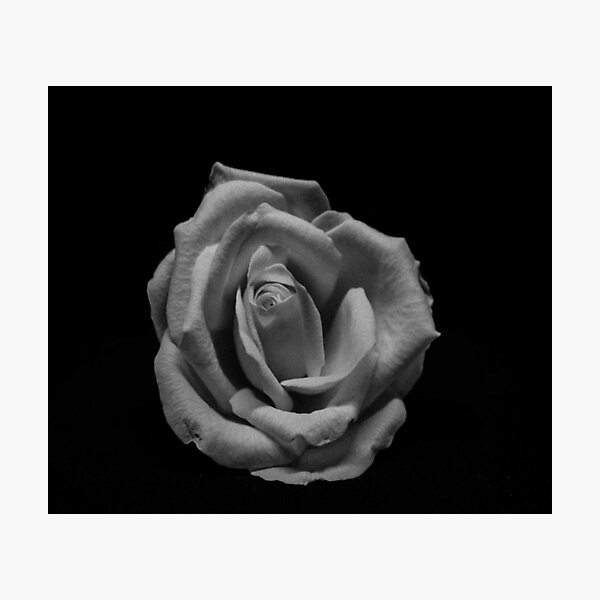 Item preview, Rosa monocromática designed and sold by themonastery.