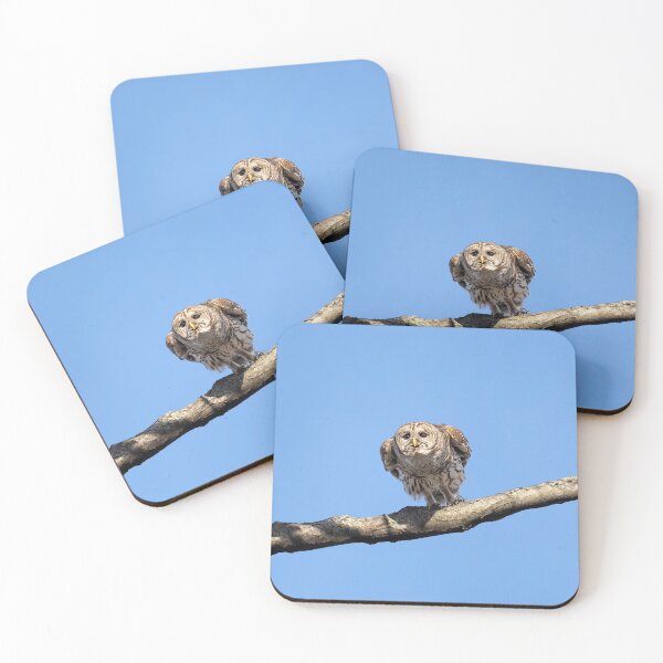 Item preview, Papa Barred Owl Gliding designed and sold by Puttaswamy Ravishankar.