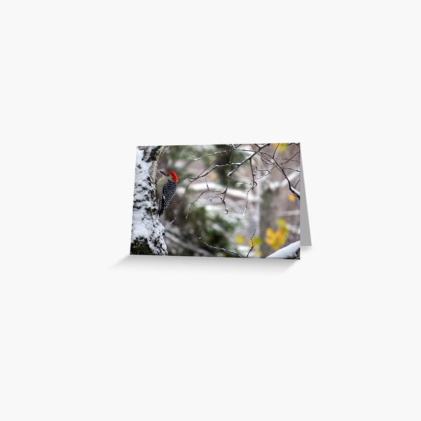 Male Red-bellied Woodpecker in a Snowy Tree Greeting Card