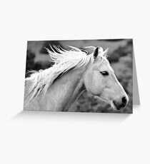 Palomino Greeting Card