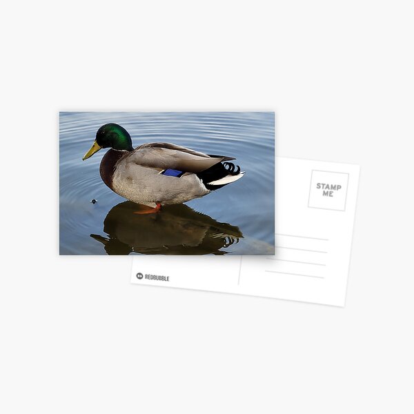 Mallard Postcard