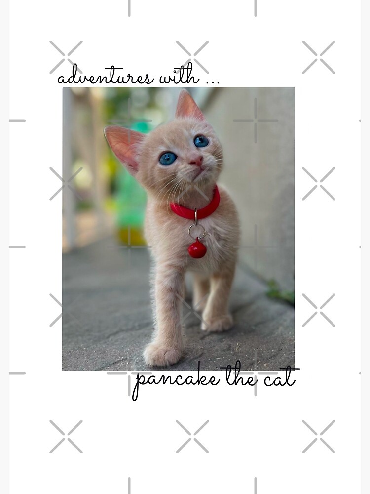 "Adventures with pancake the cat" Poster for Sale by BehindBoe Redbubble