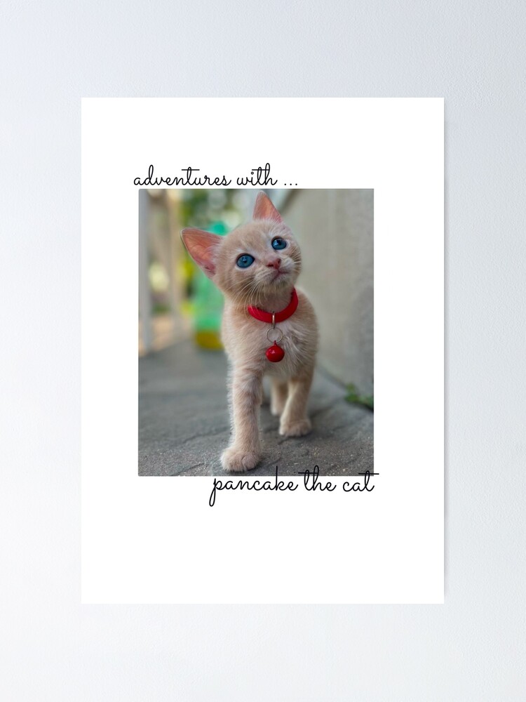 "Adventures with pancake the cat" Poster for Sale by BehindBoe Redbubble