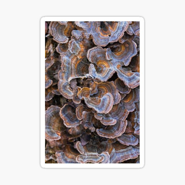 Fabulous Fungus Fashion Sticker
