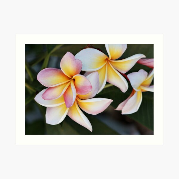 Soft Swirls Art Print