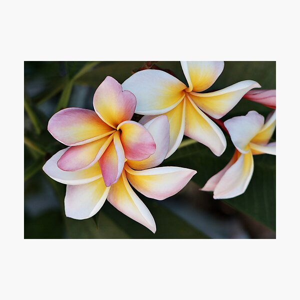 Soft Swirls Photographic Print