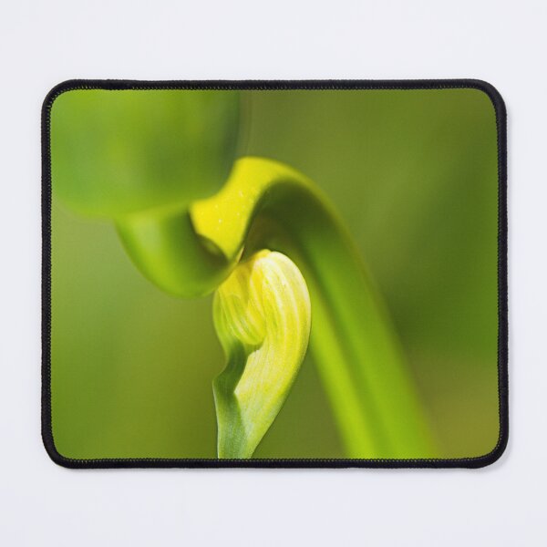 Item preview, Agapanthus Bud Earring designed and sold by Joy Watson - Natural Light Photography .
