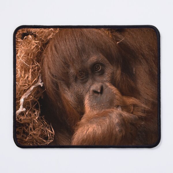 Item preview, Orangutan designed and sold by PVphotography.
