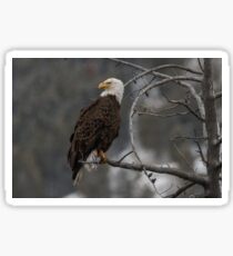 Bald Eagle in Winter Sticker