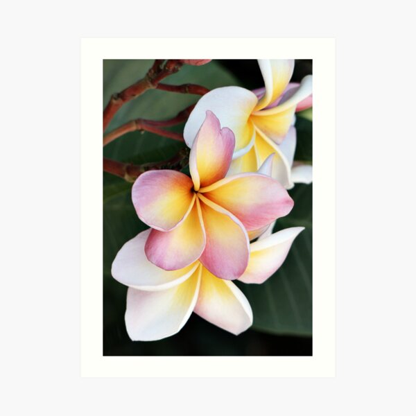 Soft Swirls Too Art Print