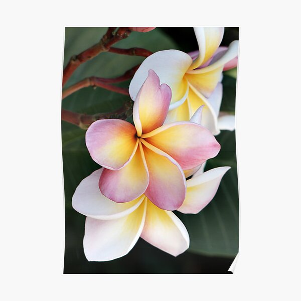 Soft Swirls Too Poster