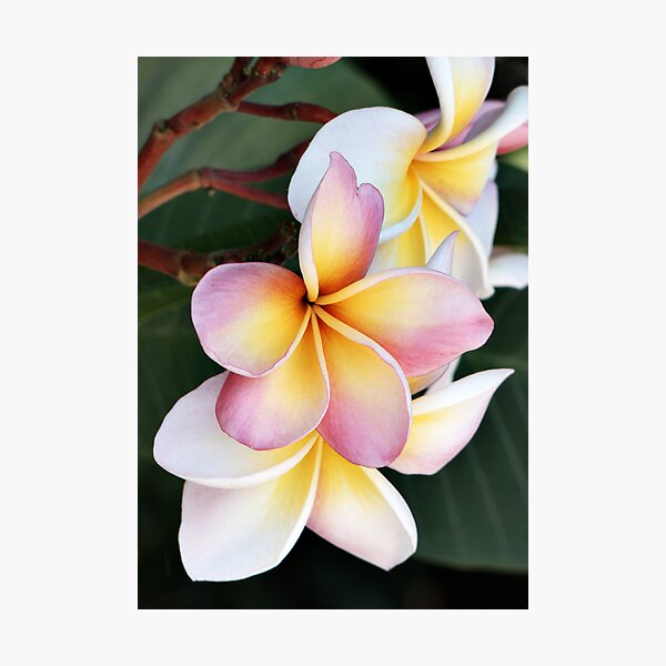 Soft Swirls Too Photographic Print