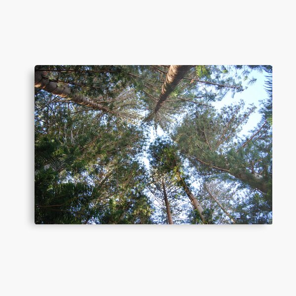 Plantation Metal Print