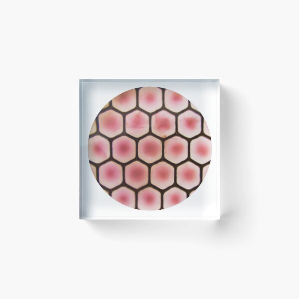 Item preview, Muscidae - Housefly Eye - Microscopy Photograph designed and sold by DreamPieces.