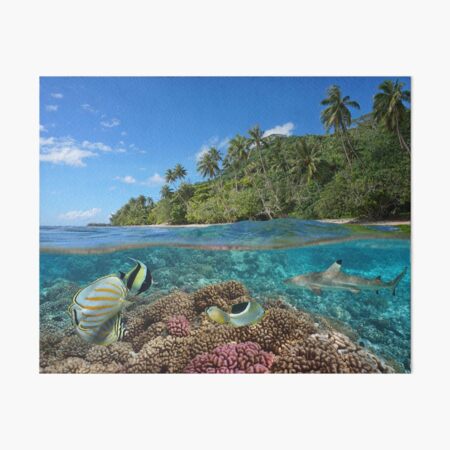 Coral Coast Art Board Prints for Sale