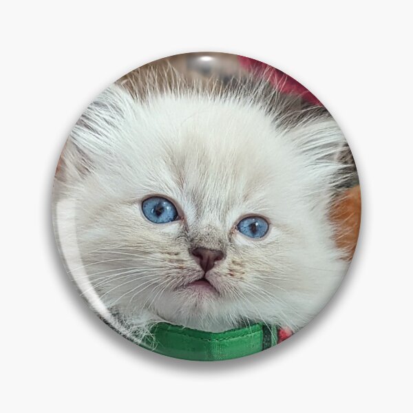 Item preview, Christmas ragdoll kitten designed and sold by Fluffycat2020.