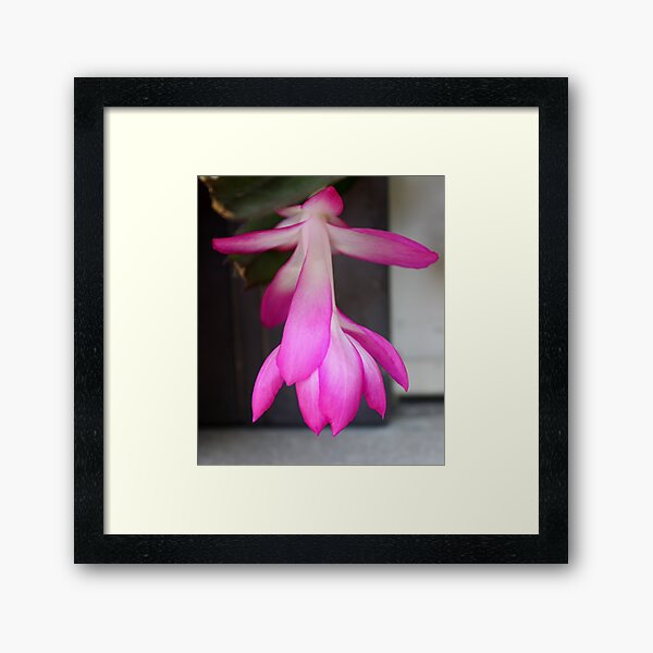 Christmas Cactus Framed Art Print