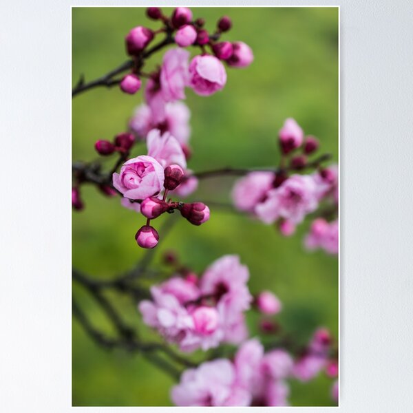 Cherry Blossom Pink and Green Poster