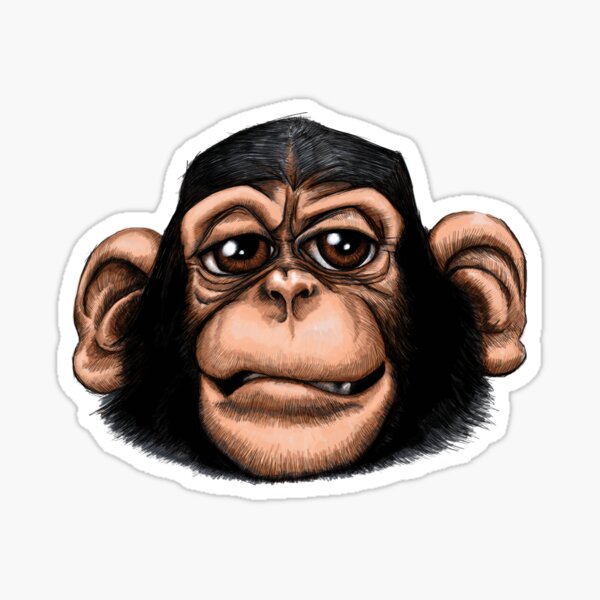 Cheeky baby chimp in colour. Sticker
