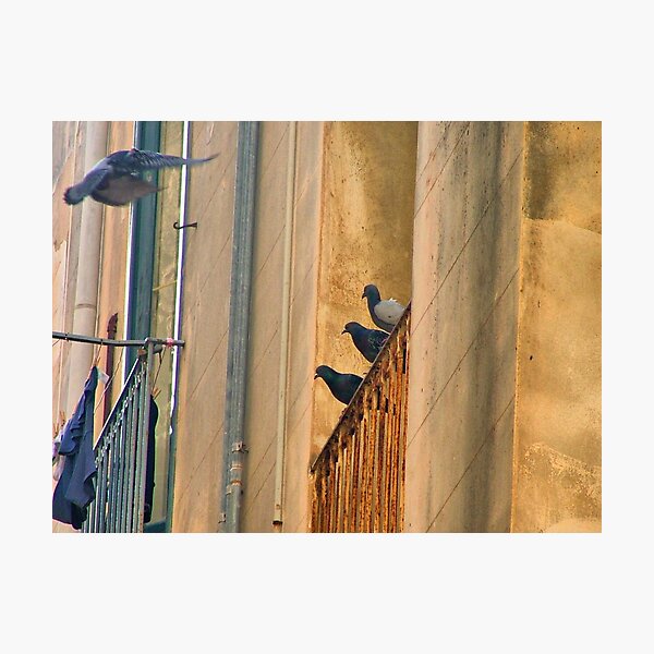 the visit Photographic Print
