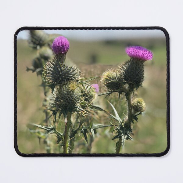 Item preview, Sunny Thistles designed and sold by ShelleebeeArt.