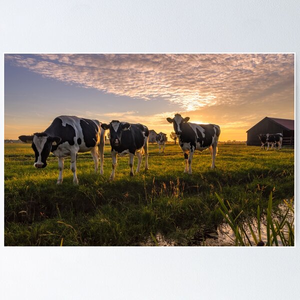 Item preview, Cows in a Field designed and sold by DV-LTD.